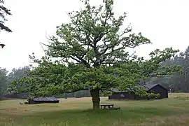 Trois bâtiments en bois dans une prairie avec un arbre en premier plan.