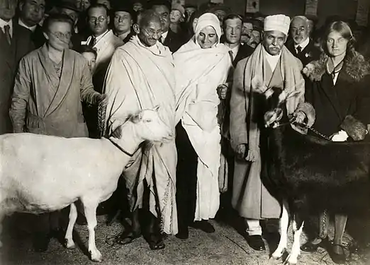 Gandhi à Marseille en 1931 avec ses deux chèvres qui lui fournissent sa ration journalière de lait.