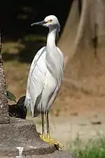 Aigrette neigeuse (Egretta thula)