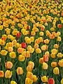 Festival canadien des tulipes à Ottawa, Ontario, 2007