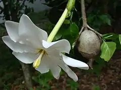 Fleur de Gardenia thunbergia.