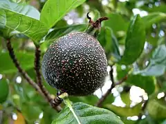 Fruit de Gardenia brighamii.