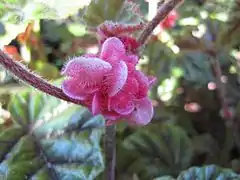 Détail des boutons floraux (spécimen cultivé)