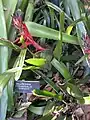 Billbergia pyramidalis var. striata