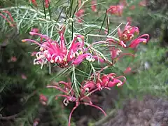 Cultivar 'Scarlet Spirit'