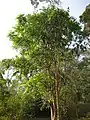 Phyllanthus sphaerogynus