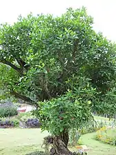 Un laurier indonésien, jardin botanique de la reine Sirikit, Thaïlande