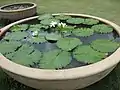 Nymphaea lotus