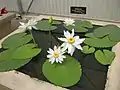 Nymphaea gigantea