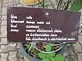 Panneau descriptif en langue siamoise (thaï)