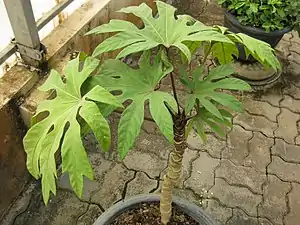 Trevesia palmata en pot, Jardin botanique de la reine Sirikit, Thaïlande