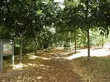 Une allée droite ombragée et bordée d'arbres avec le rond-point en perspective.