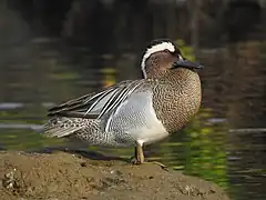 Sarcelle d'été mâle.