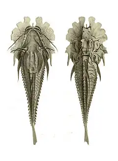 Description de l'image Gargariscus prionocephalus.jpg.