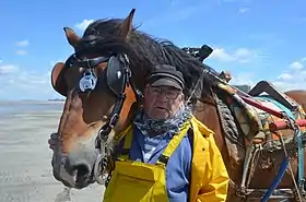 Vieil homme se tenant près de la tête de son cheval