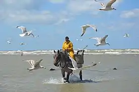 Image illustrative de l’article Pêche aux crevettes à cheval à Oostduinkerke