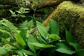 Muguet de mai (Convallaria majalis) dans la forêt de Garphyttan.