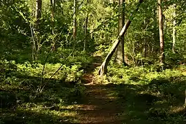 La forêt de Garphyttan, près des prairies.