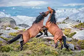 Photographie de deux chevaux cabrés, l'un tentant de mordre l'autre.