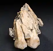 Fragment d'os maxillaire d'Australopithecus afarensis.