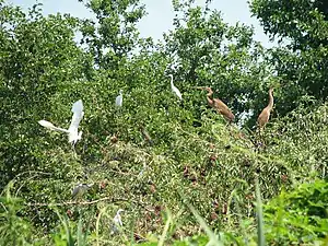 Aigrette garzette, héron pourpre et bihoreau gris à Valle Lomellina en juillet 2006.