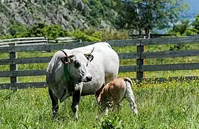 Vache Gasconne des Pyrénées suitée.