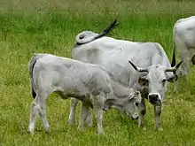 Vache gasconne et son veau.