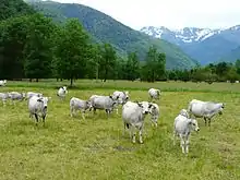 La photo couleur représente un troupeau de vaches grises dans une prairie arborée de fond de vallée.