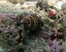 Un mollusque gastéropode non identifié.