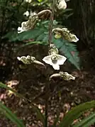 Gastrodia cunninghamii