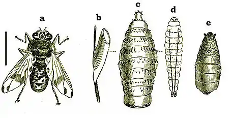 larve de Gasterophilus intestinalis.