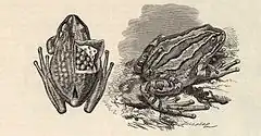 Description de l'image Gastrotheca marsupiata001.jpg.