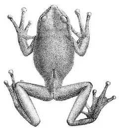 Description de l'image Gastrotheca plumbea.jpg.