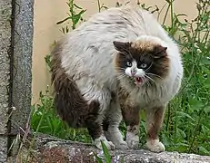 Chat se hérissant et courbant le dos.