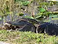 Lutte entre un python birman et un alligator d'Amérique.