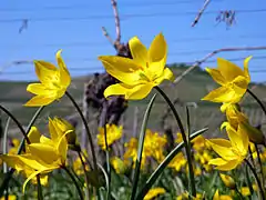 Des fleurs ouvertes dans une vigne.