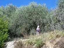 Gaulage des olives à Nice (France).