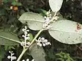 Revers des feuilles blanchâtre et ponctué, racèmes de fleurs blanches, urcéolées, Kerala