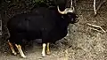 Gaur