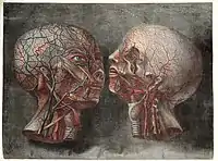 Anatomie de la tête, 1748