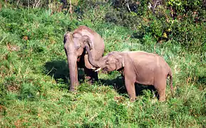 La plus importante population d'Éléphant d'Asie en Inde est localisée le long des Ghats.