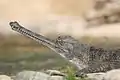 Gavial