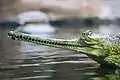 Un Gavial du Gange (Gavialis gangeticus).