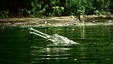 Gavial dans l'eau, dont seule la tête sort, vue de profil, et avec un poisson dans la gueule fermée et légèrement orientée vers le haut.
