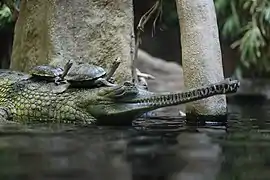 Gavial du Gange