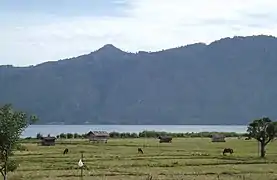 Gayos dans les prés sur la berge sud du lac Laut Tawar.