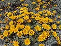 Pied de Gazania longiscapa