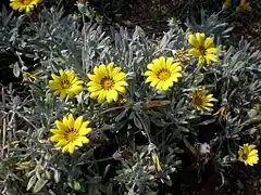 G. rigens (Jardín Botánico de Barcelona)