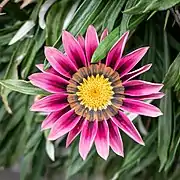 Gazania rigens à Conques en France.