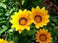 Fleurs de Gazania